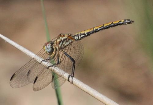 Réf. 239 966 : Trithemis arteriosa